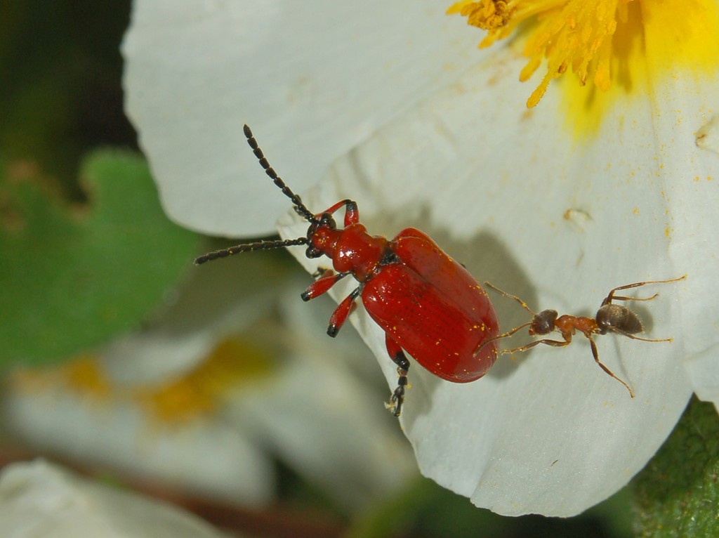 Un bel coleottero rosso